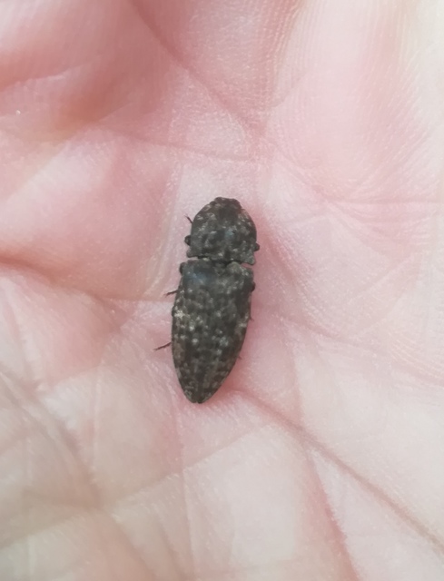 Agrypnus murinus - egérszínű pikkelyespattanó