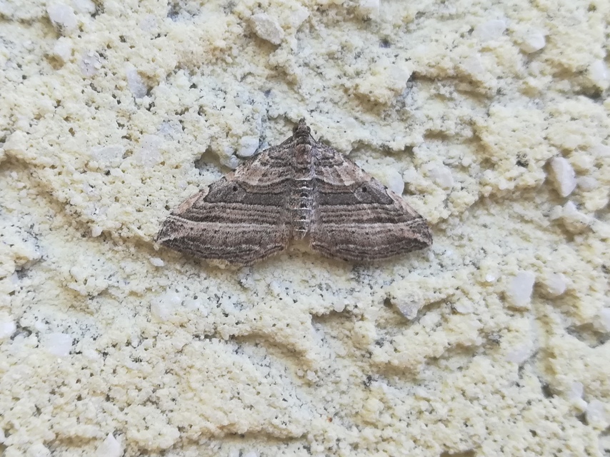 Costaconvexa polygrammata - soksávú araszoló