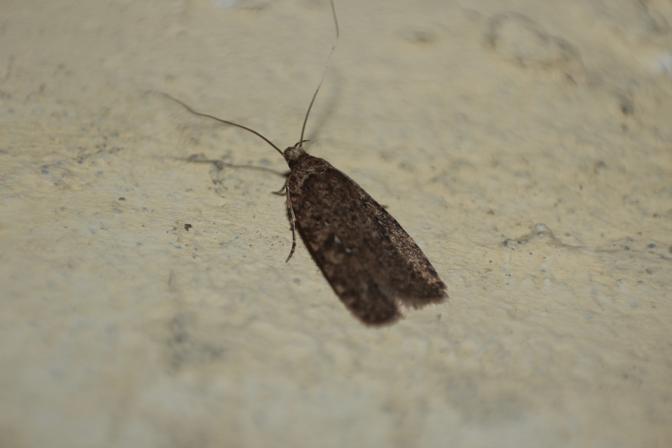 Agonopterix ciliella/heracliana