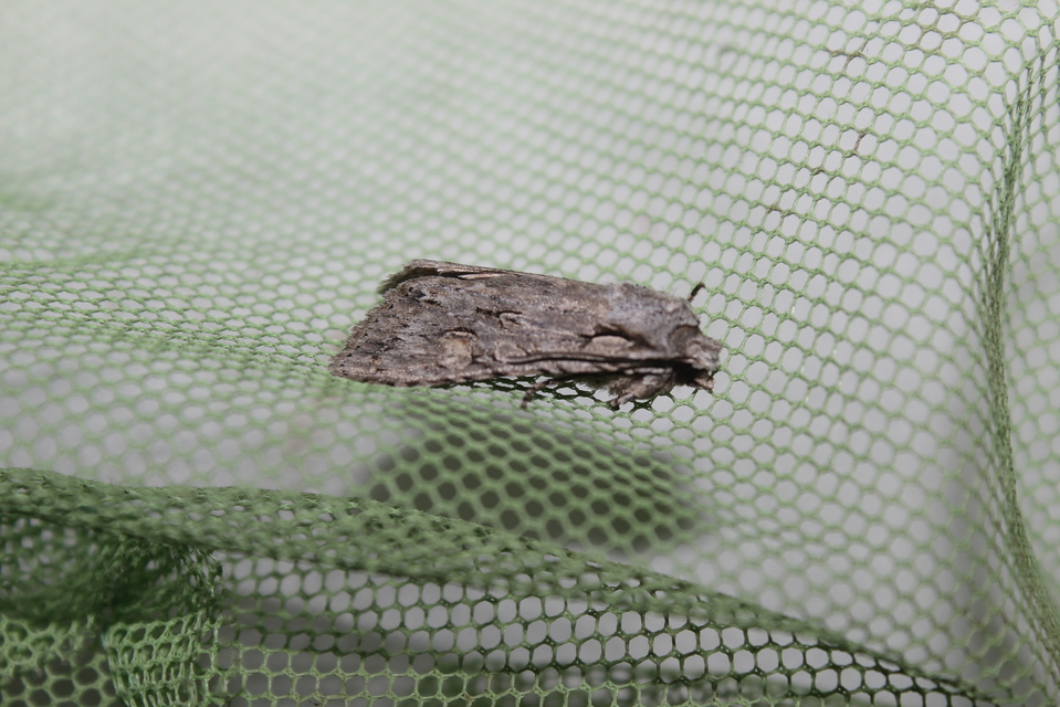 Lithophane ornitopus - közönséges fabagoly