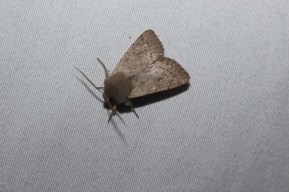 Orthosia cerasi - közepes barkabagoly
