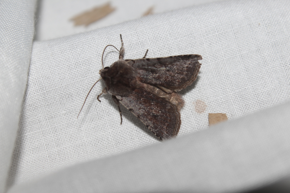 Cerastis rubricosa - vörhenyes tavaszibagoly