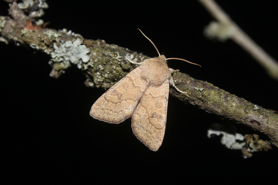 Orthosia miniosa - sárgás barkabagoly