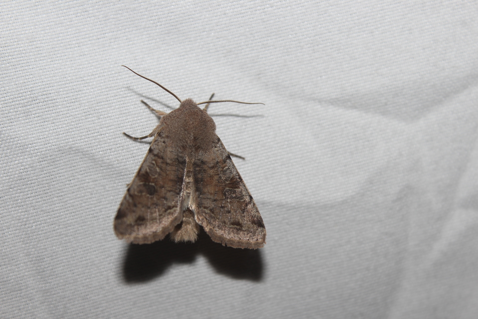 Orthosia incerta - változékony barkabagoly