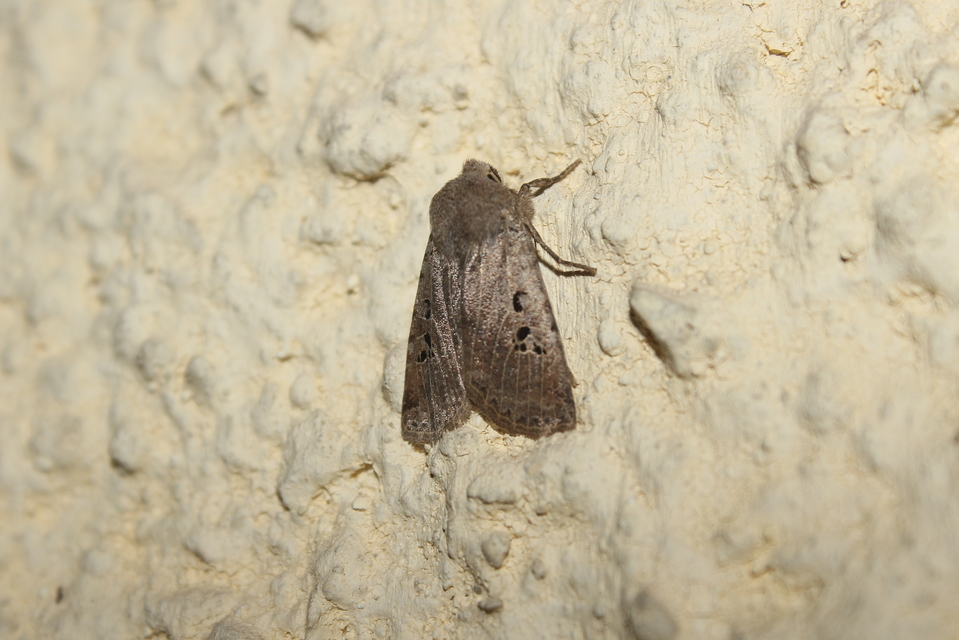Conistra rubiginosa - szürke télibagoly