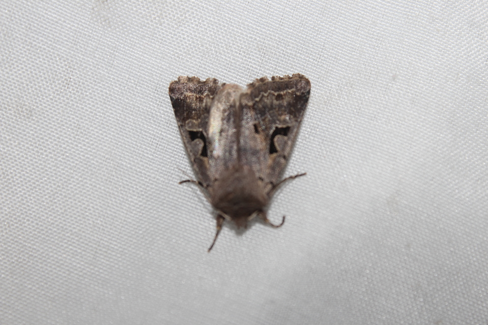 Orthosia gothica - feketefoltos barkabagoly