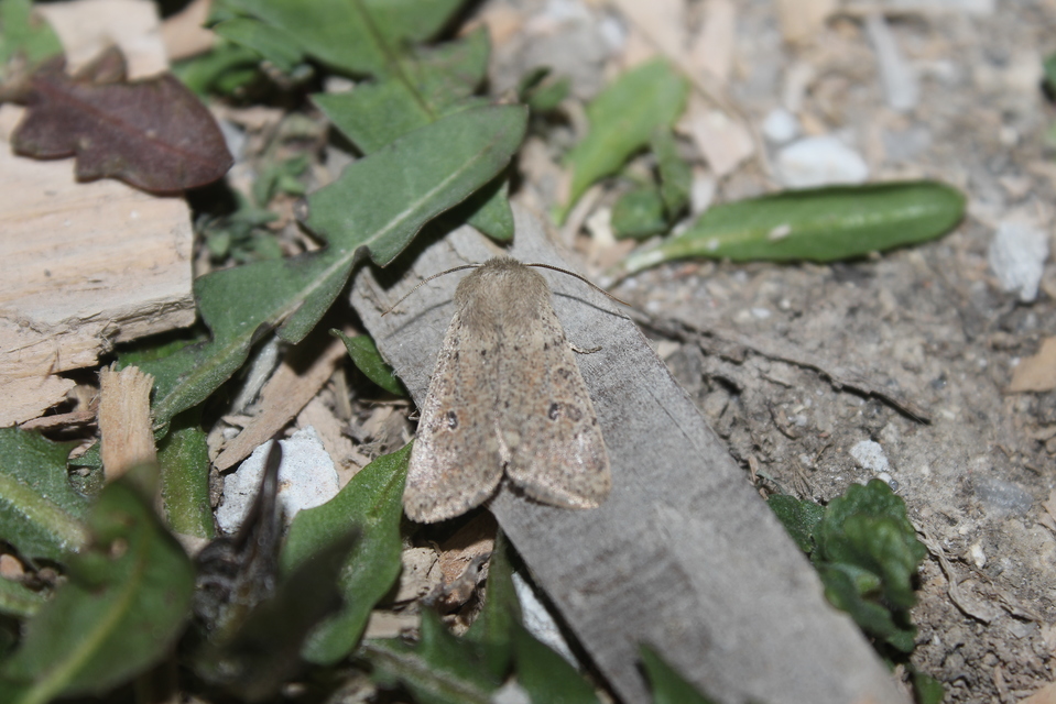 Orthosia cruda - kis barkabagoly
