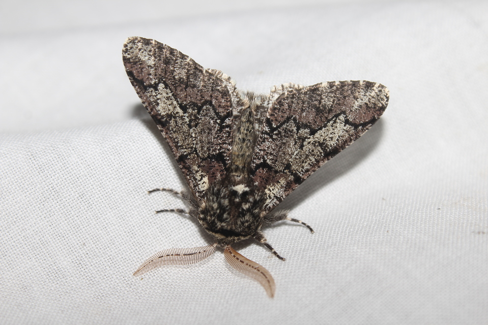 Biston strataria - barnapettyes araszoló