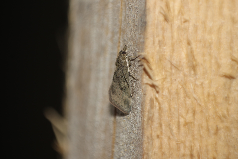 Pyrausta despicata - réti bíbormoly