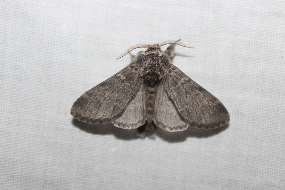 Drymonia ruficornis - cserfa-púposszövő