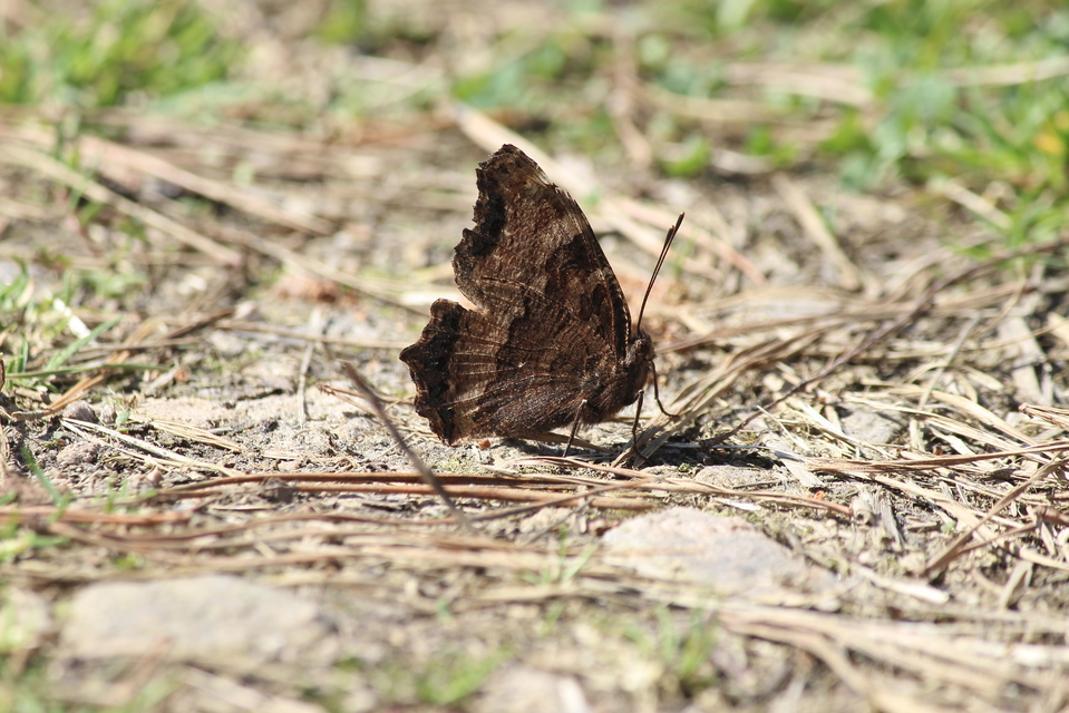 Nymphalis polychloros - nagy rókalepke