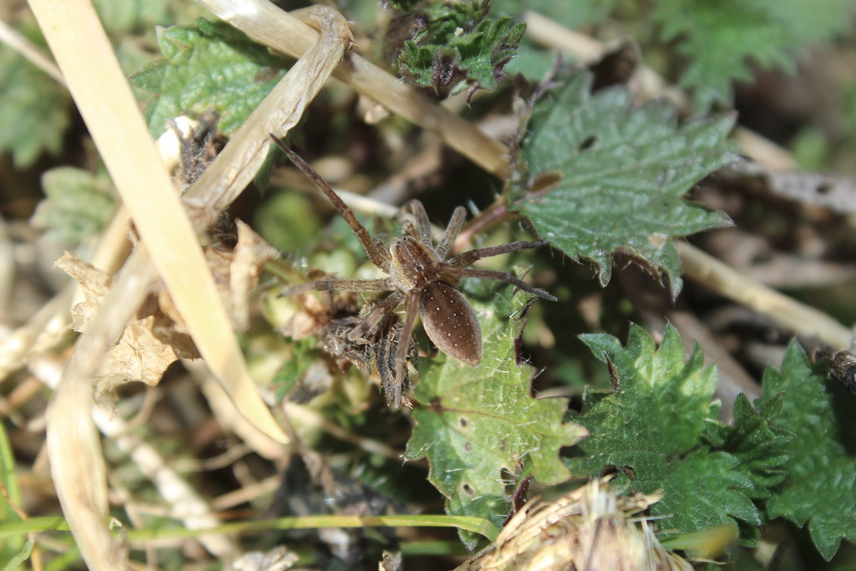 Dolomedes plantarius/fimbriatus