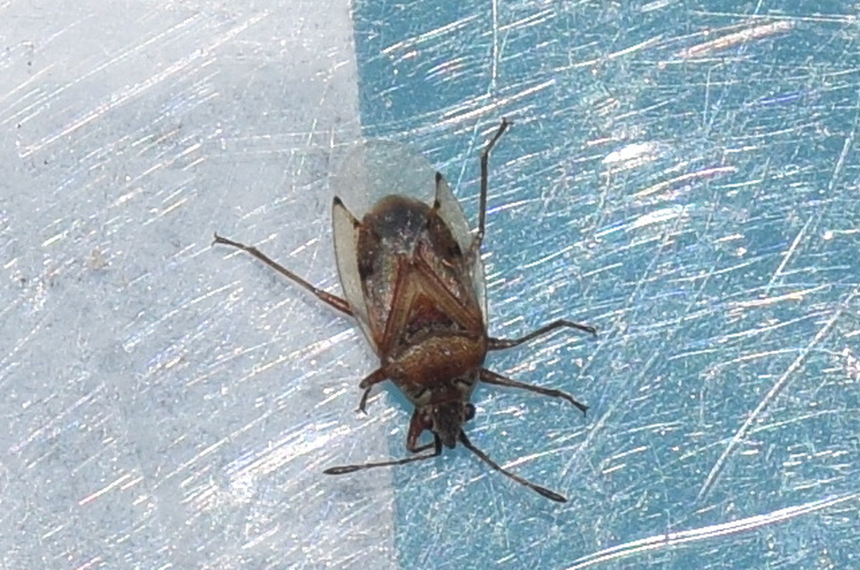 Kleidocerys resedae - nyírbodobács