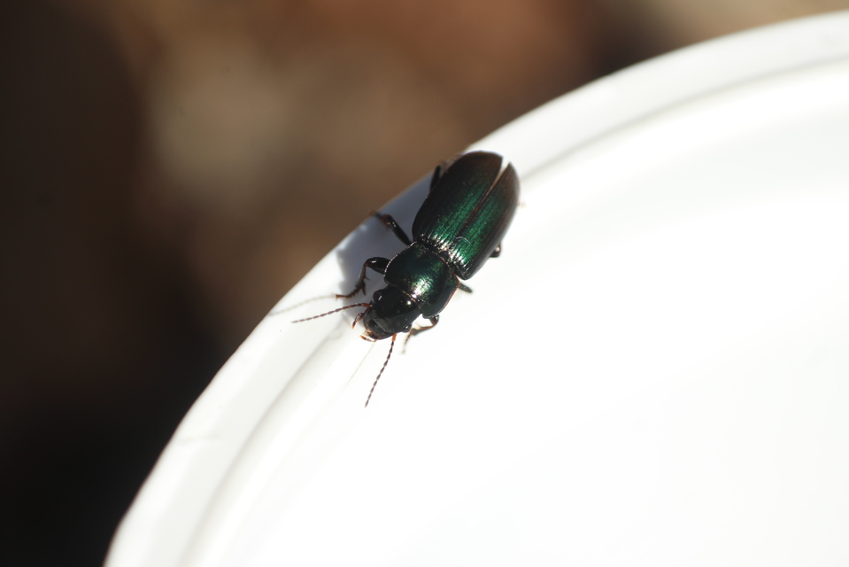 Harpalus distinguendus - mezei lomhafutó