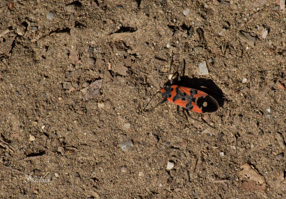Lygaeus