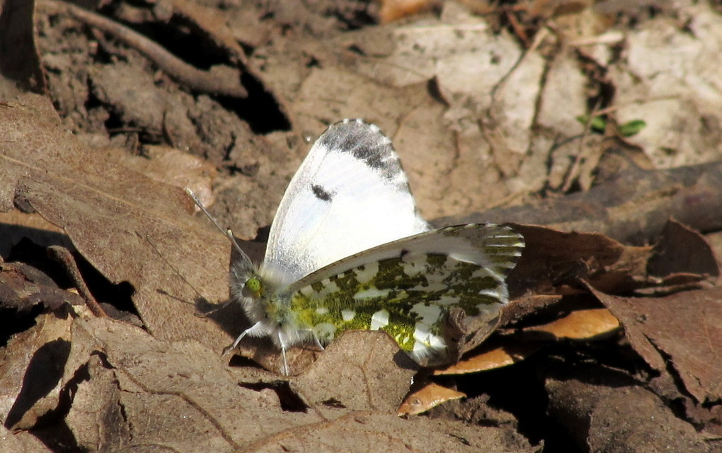 Anthocharis cardamines - hajnalpírlepke