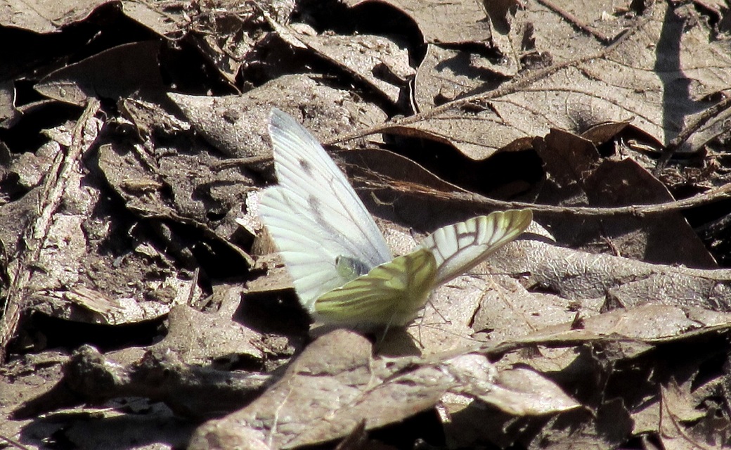 Pieris napi - repcelepke