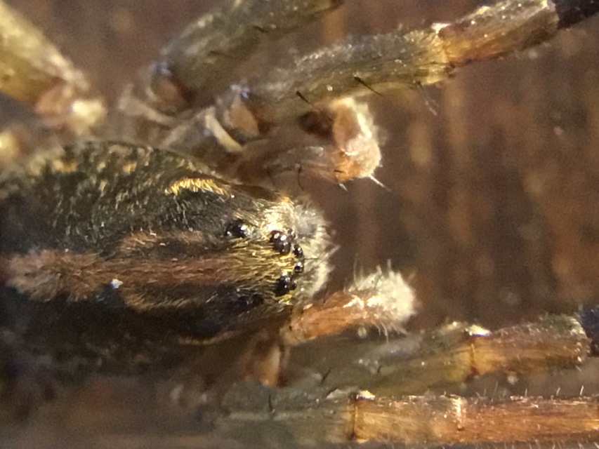 Trochosa