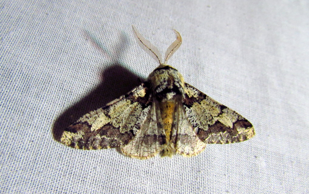 Biston strataria - barnapettyes araszoló
