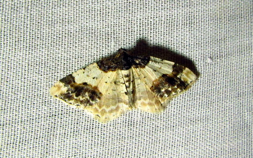 Ligdia adustata - barna levélaraszoló