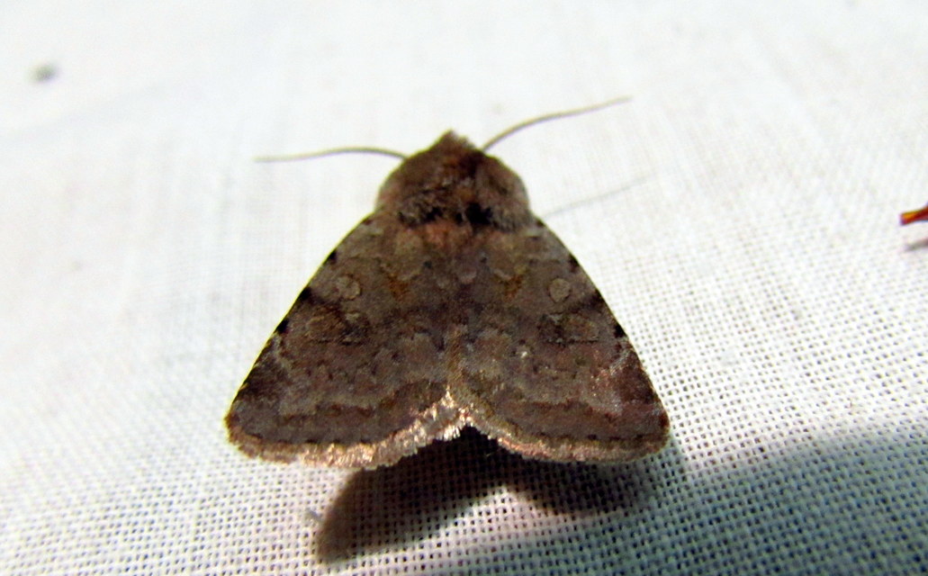 Cerastis rubricosa - vörhenyes tavaszibagoly