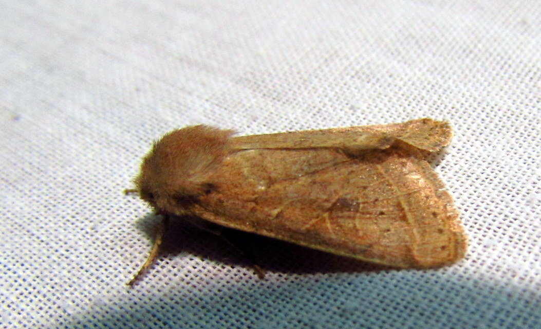 Orthosia cerasi - közepes barkabagoly