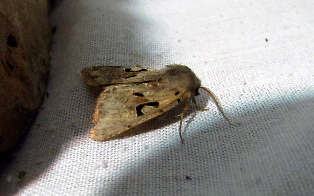 Orthosia gothica - feketefoltos barkabagoly