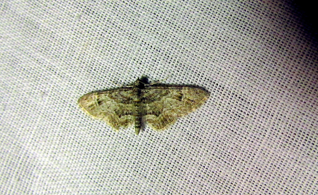 Gymnoscelis rufifasciata - vöröscsíkos törpearaszoló