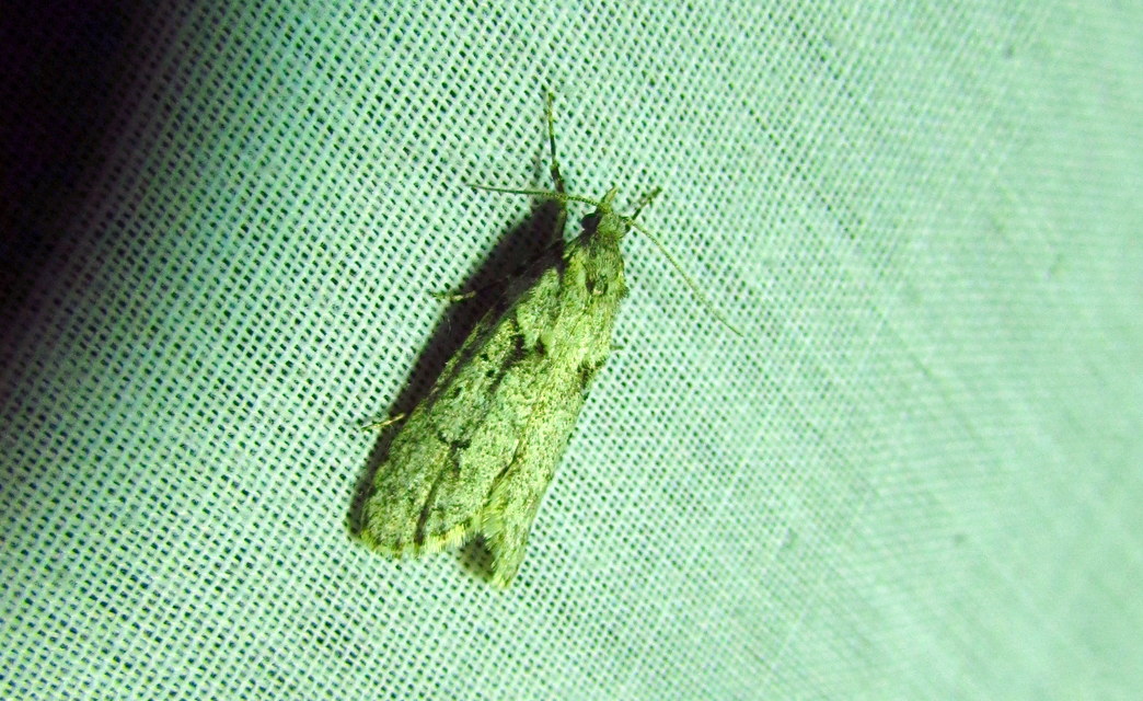 Diurnea fagella - szürke tavaszimoly