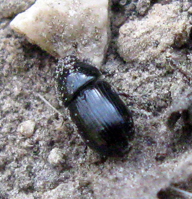 Aphodius depressus - lapos trágyabogár