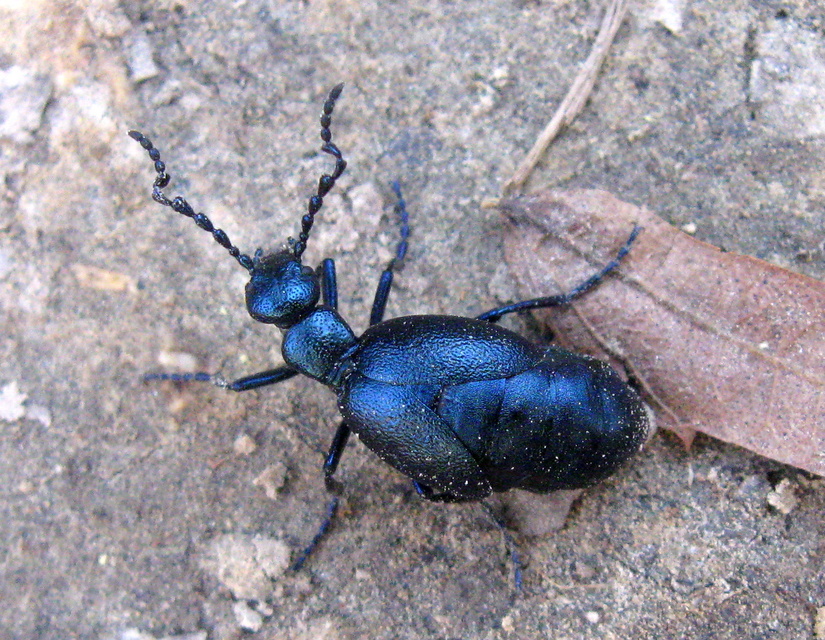 Meloe violaceus - kék nünüke