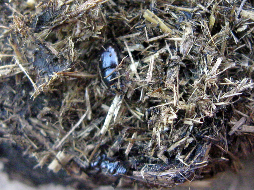 Aphodius depressus - lapos trágyabogár