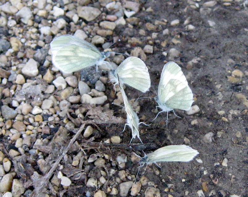 Leptidea sinapis - mustárlepke