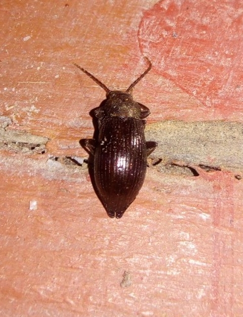 Stenomax aeneus - bronzos gyászbogár
