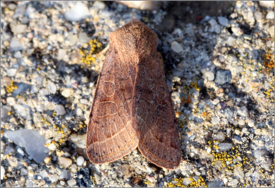 Orthosia cerasi - közepes barkabagoly