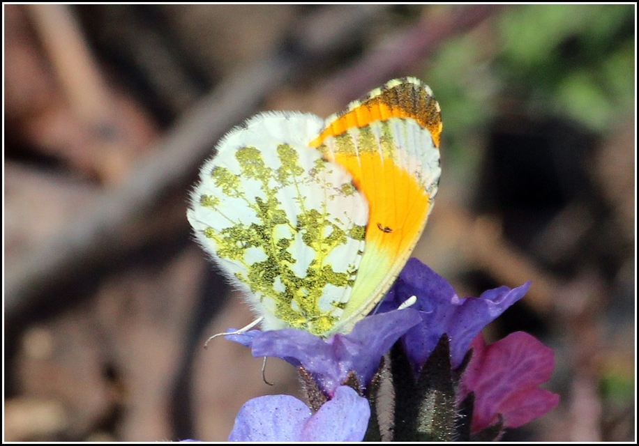 Anthocharis cardamines - hajnalpírlepke