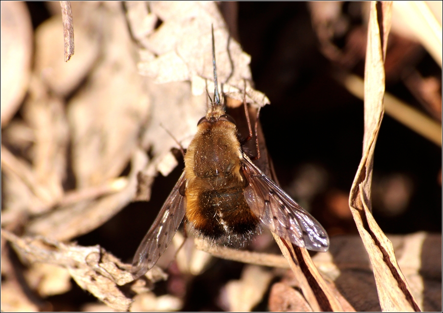 Bombylius discolor - feketefarú pöszörlégy