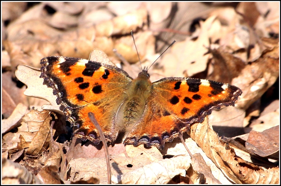 Nymphalis polychloros - nagy rókalepke