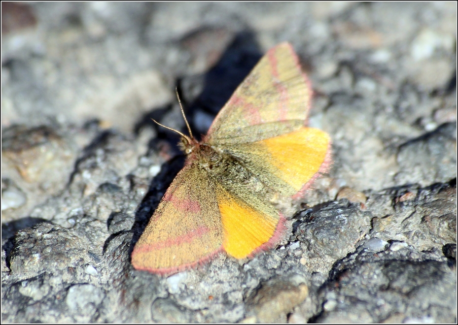 Lythria purpuraria - bíborsávos araszoló