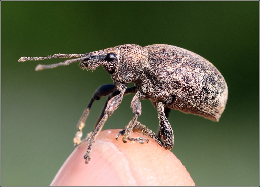 Otiorhynchus ligustici - vincellér-gyalogormányos