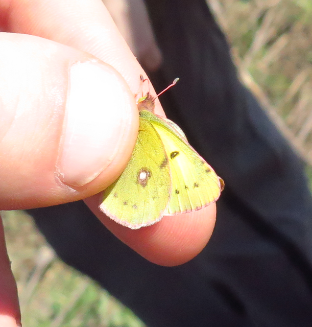 Colias erate - csángó-kéneslepke