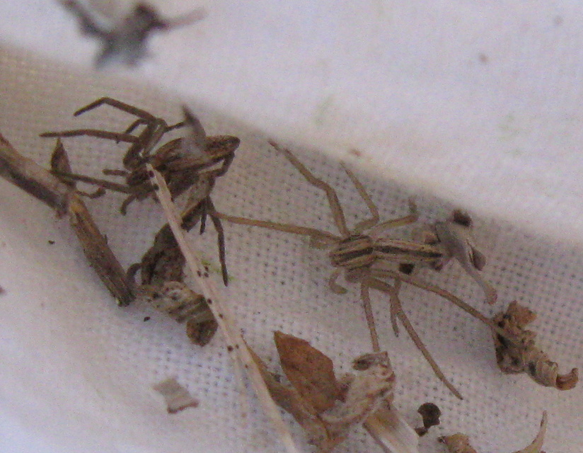 Pisaura mirabilis - csodáspók