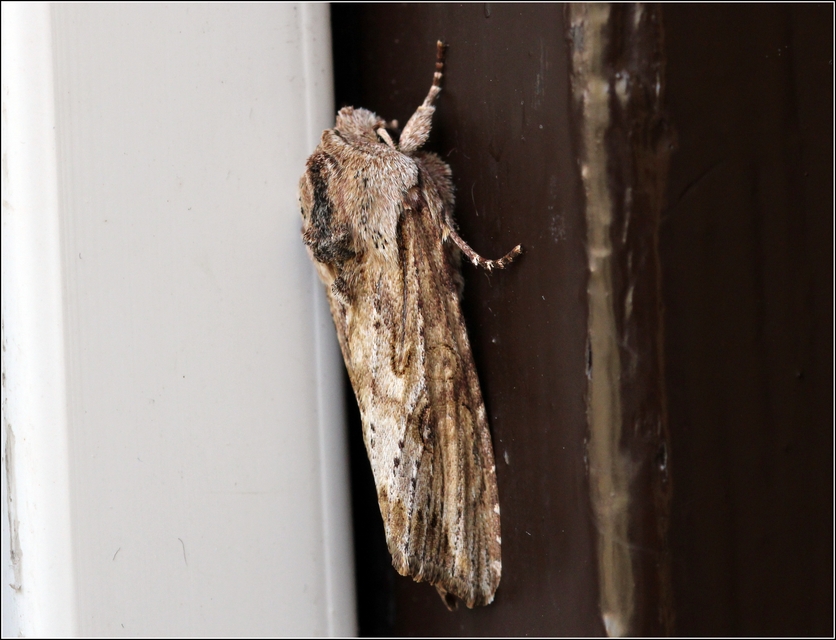 Egira conspicillaris - változékony szürkebagoly