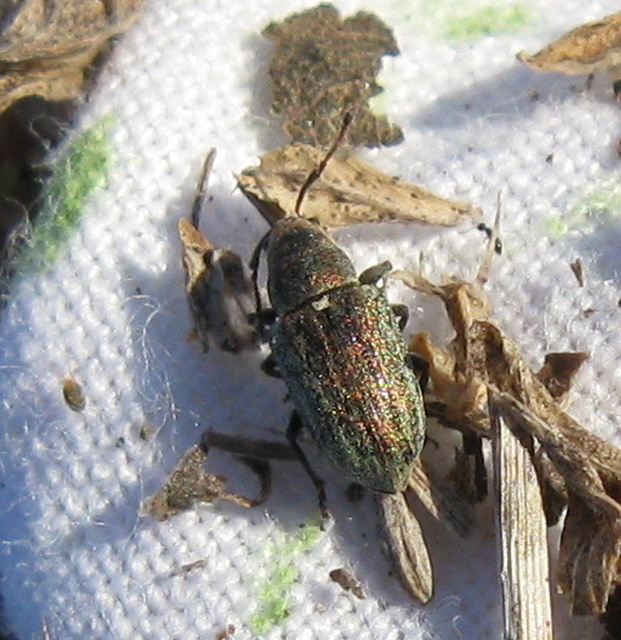 Phyllobius pyri - gyümölcsfa-levélormányos
