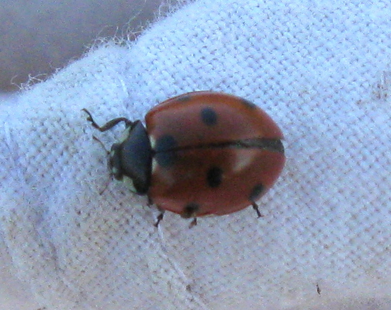 Coccinella septempunctata - hétpettyes katica