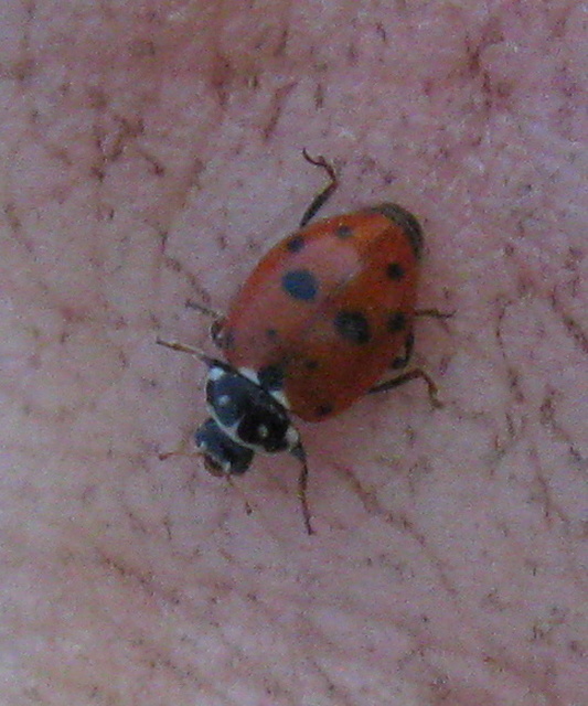 Hippodamia variegata - tizenhárompettyes katica