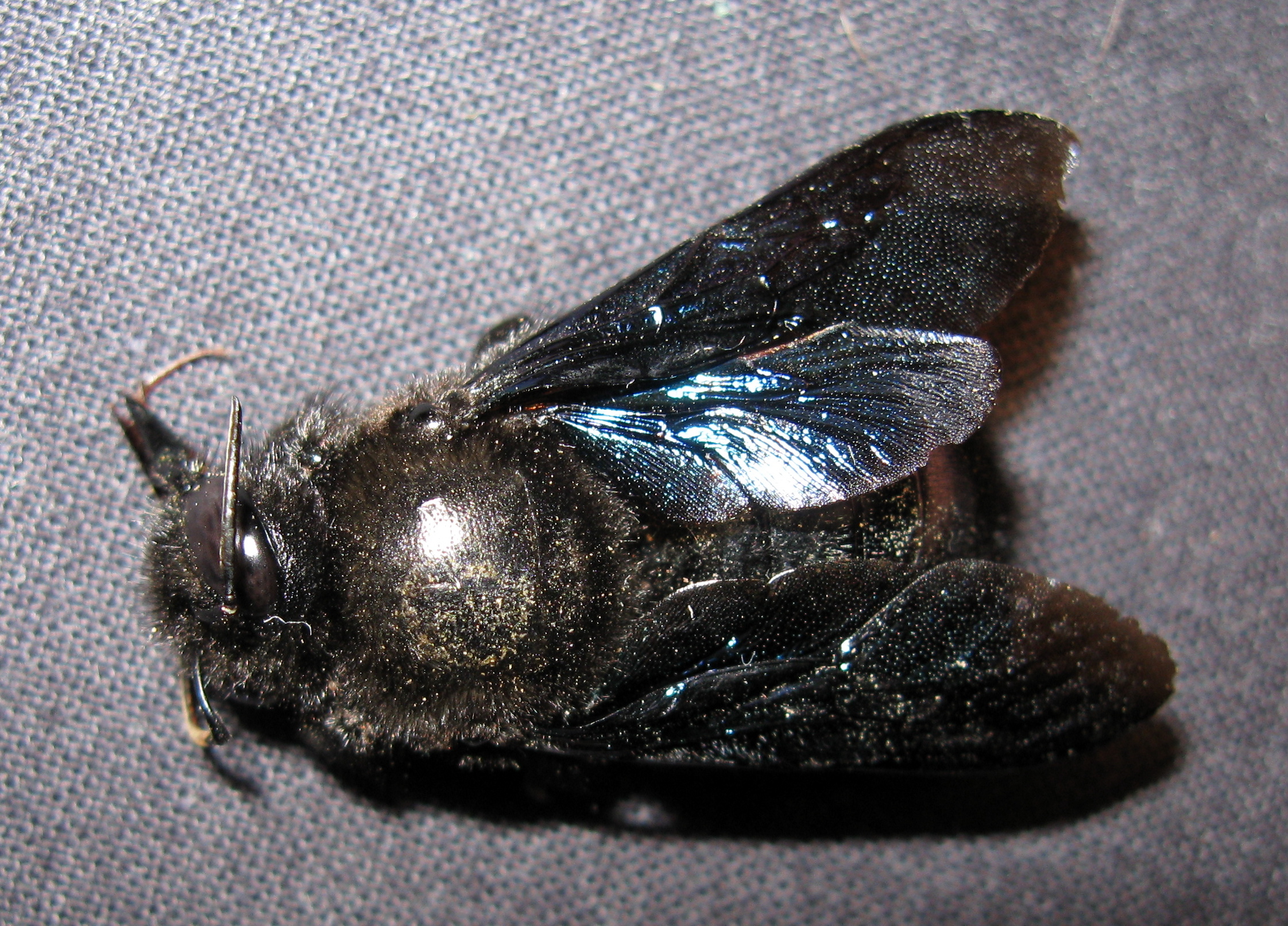 Xylocopa violacea - kék fadongó