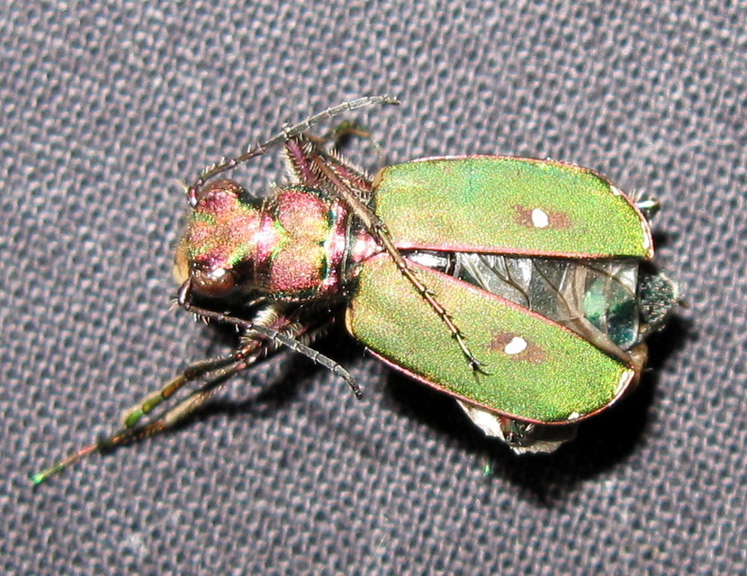 Cicindela campestris - mezei homokfutrinka