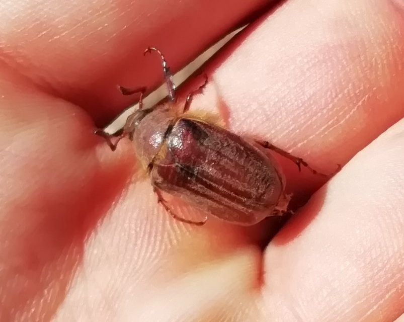 Holochelus pilicollis