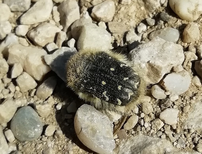 Tropinota hirta - bundás virágbogár